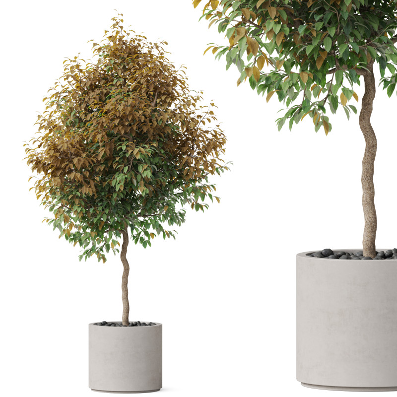 Plants collection 809 3D Модель .c4d .max .obj .3ds .fbx .stl .blend