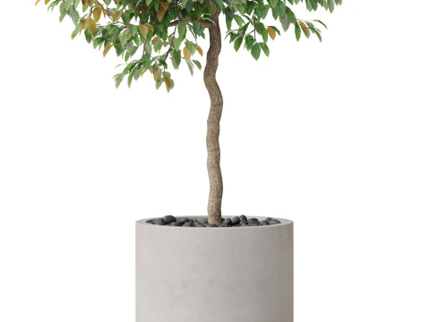 Plants collection 809 3D Model