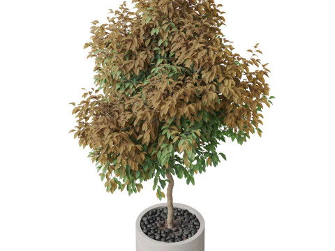 Plants collection 809 3D Model