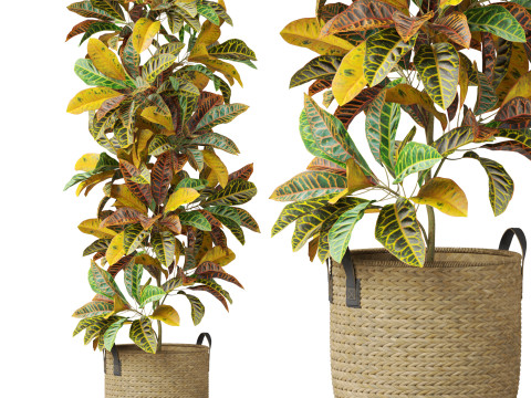 Plants collection 810 3Dモデル