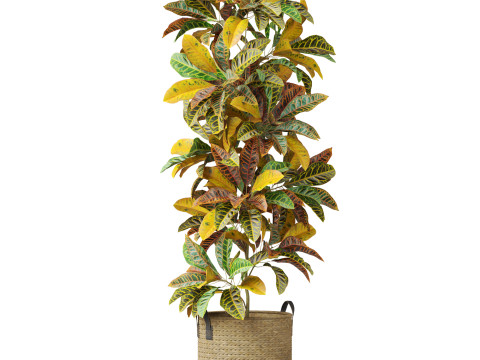 Plants collection 810 3D Model