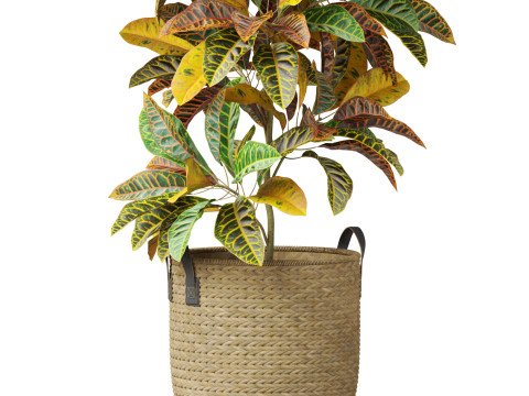 Plants collection 810 3D Model
