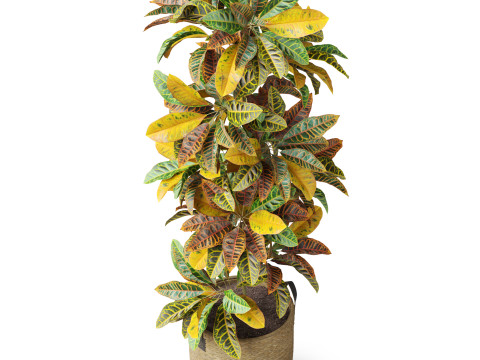 Plants collection 810 3D Model