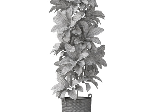 Plants collection 810 3D Model