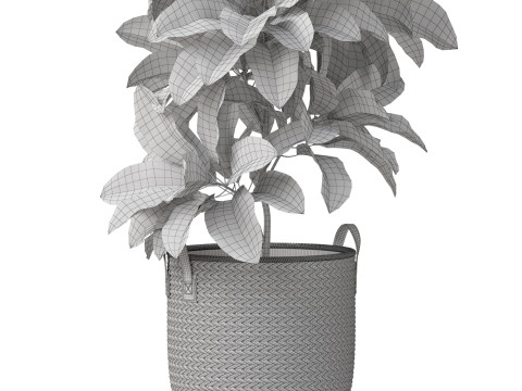 Plants collection 810 3D Model