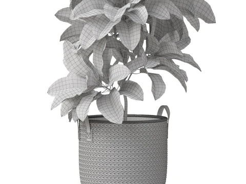 Plants collection 810 3D Model
