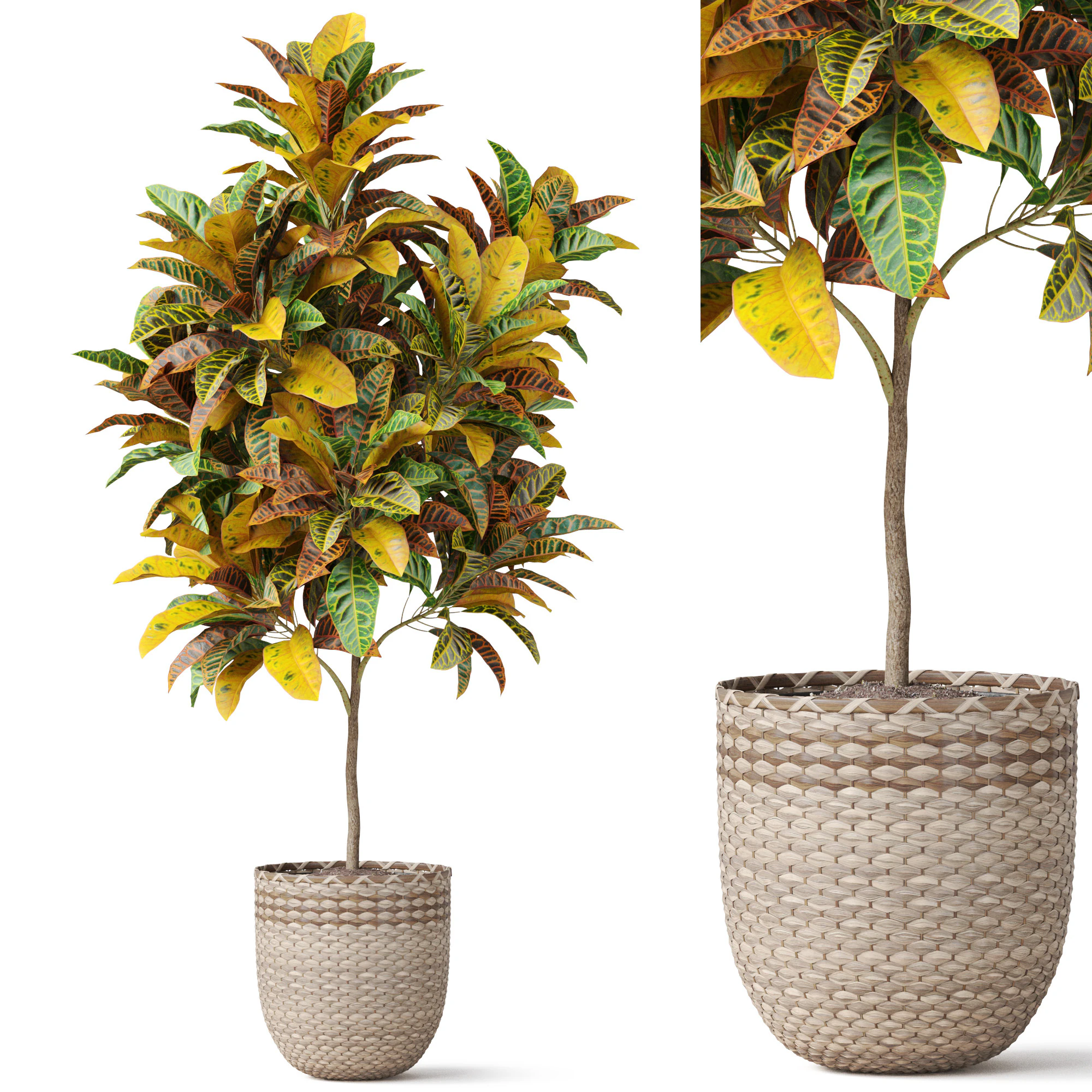 Plants collection 811 3D Model .c4d .max .obj .3ds .fbx .stl .blend 