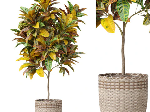 पौधों का संग्रह 811 3D मॉडल