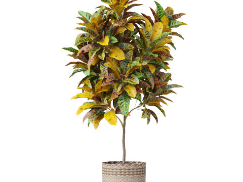 Plants collection 811 3D Model