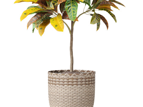 Plants collection 811 3D Model
