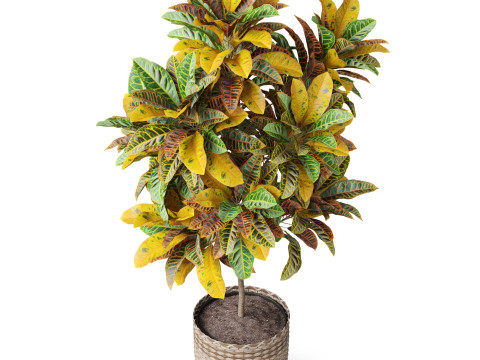 Plants collection 811 3D Model