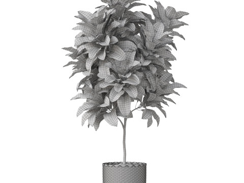 Plants collection 811 3D Model