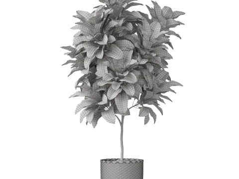 Plants collection 811 3D Model