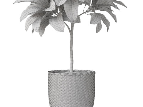 Plants collection 811 3D Model
