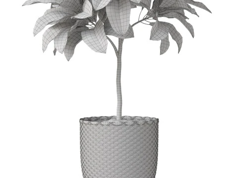 Plants collection 811 3D Model