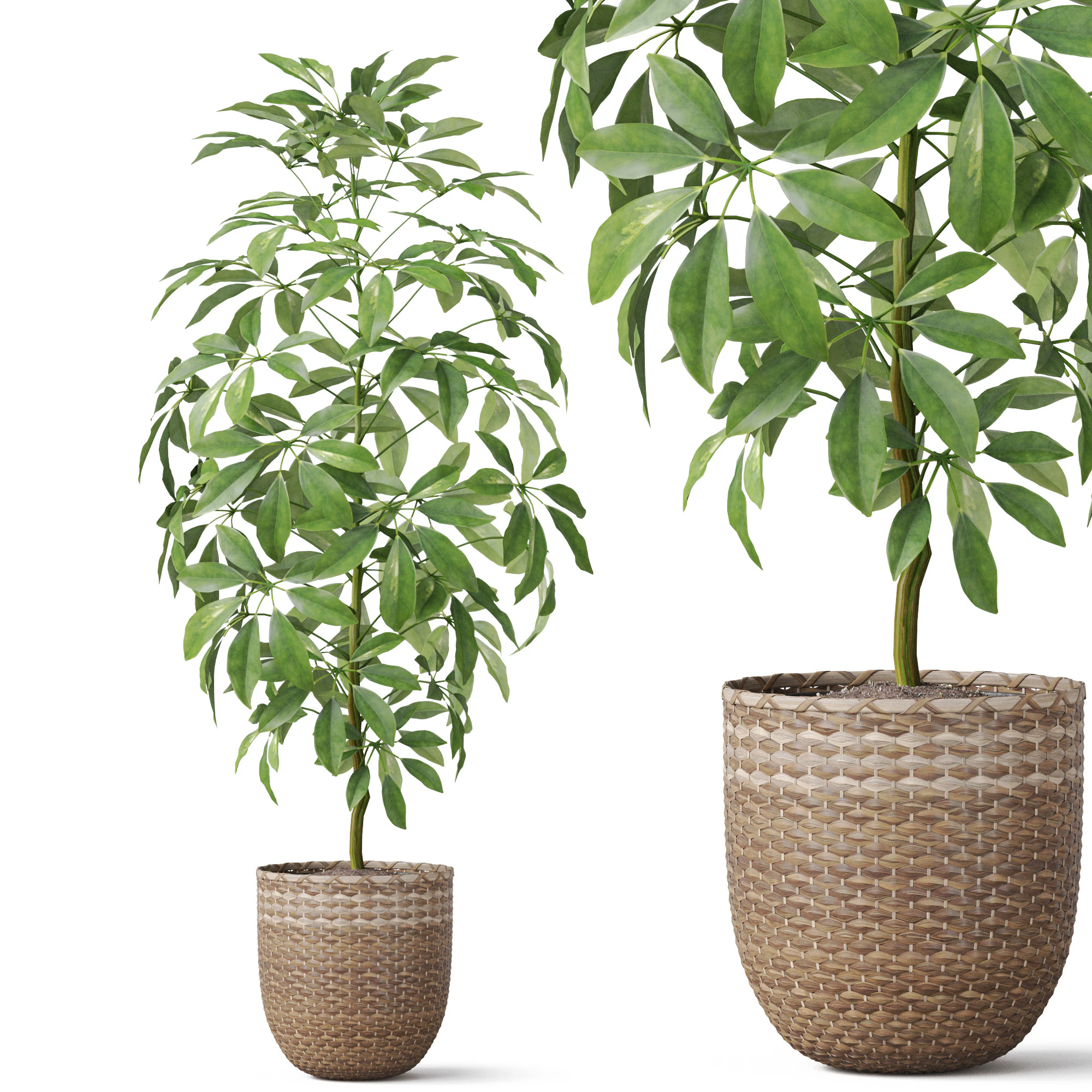Plants collection 812 3D Model .c4d .max .obj .3ds .fbx .stl .blend 