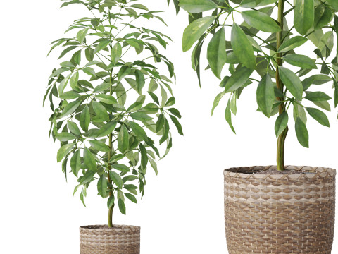 Plants collection 812 3Dモデル