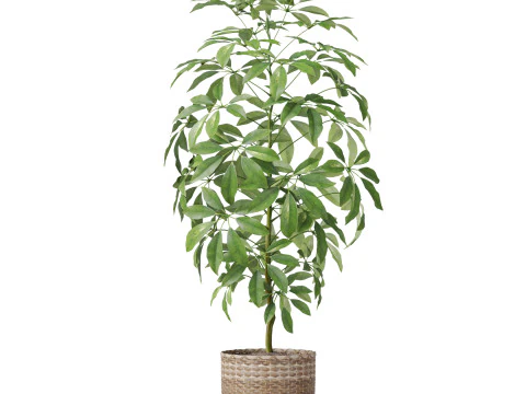 Plants collection 812 3D Model