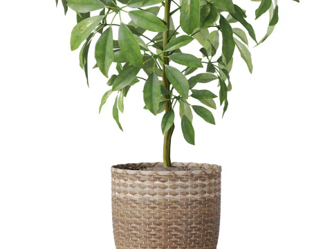 Plants collection 812 3D Model