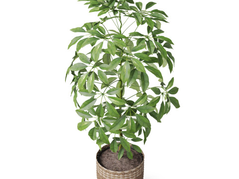 Plants collection 812 3D Model