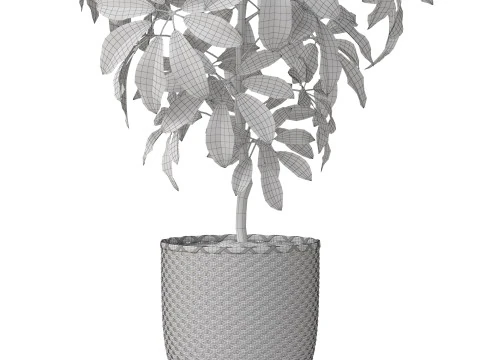 Plants collection 812 3D Model