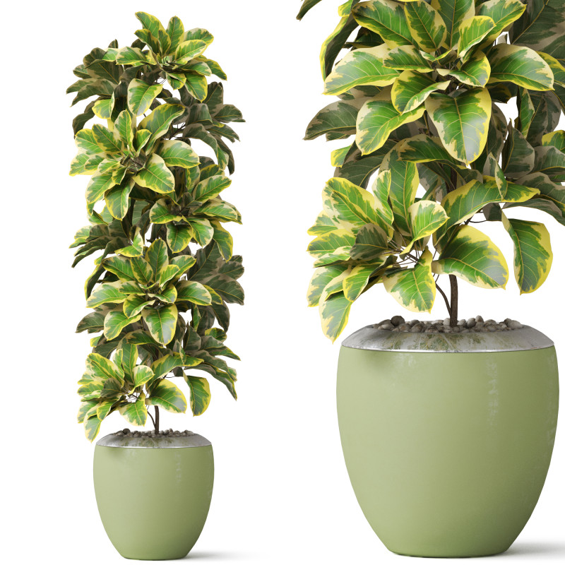 Plants collection 813 3D Модель .c4d .max .obj .3ds .fbx .stl .blend