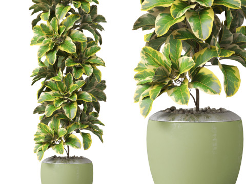 Plants collection 813 3Dモデル