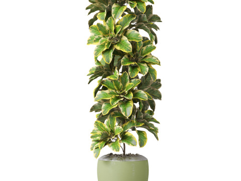 Plants collection 813 3D Модель