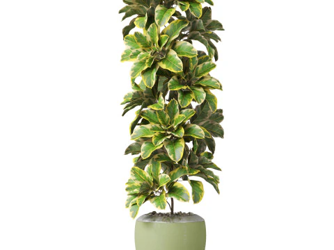Plants collection 813 3D Model