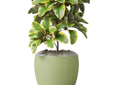 Plants collection 813 3D Model