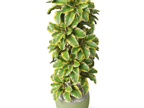 Plants collection 813 3D Модель