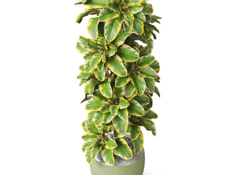 Plants collection 813 3D Model
