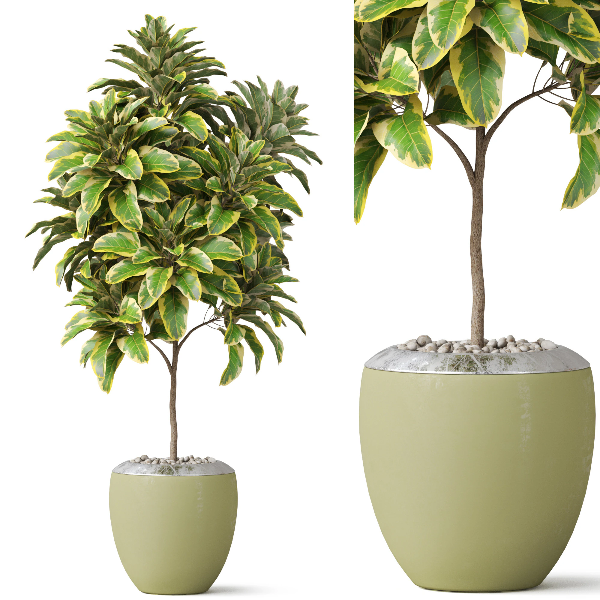 Plants collection 814 3D Model .c4d .max .obj .3ds .fbx .stl .blend 