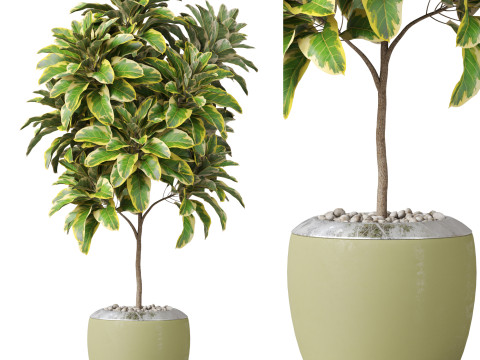 Plants collection 814 3Dモデル