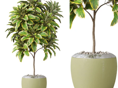 पौधों का संग्रह 814 3D मॉडल