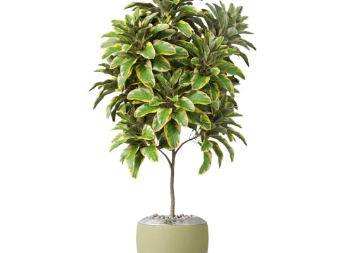 Plants collection 814 3D Model