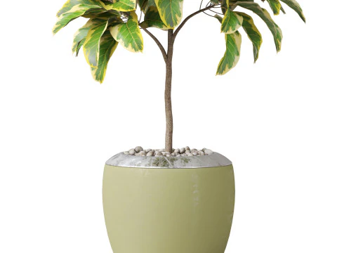 Plants collection 814 3D Model
