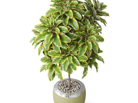 Plants collection 814 3D Модель