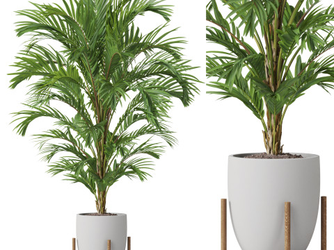 Plants collection 815 3Dモデル