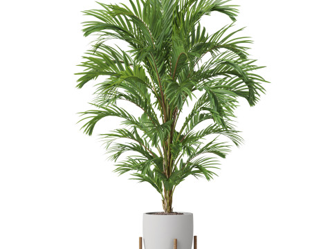 Plants collection 815 Modèle 3D