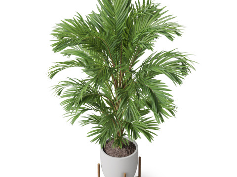 Plants collection 815 Modèle 3D