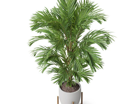 Collezione piante 815 Modello 3D