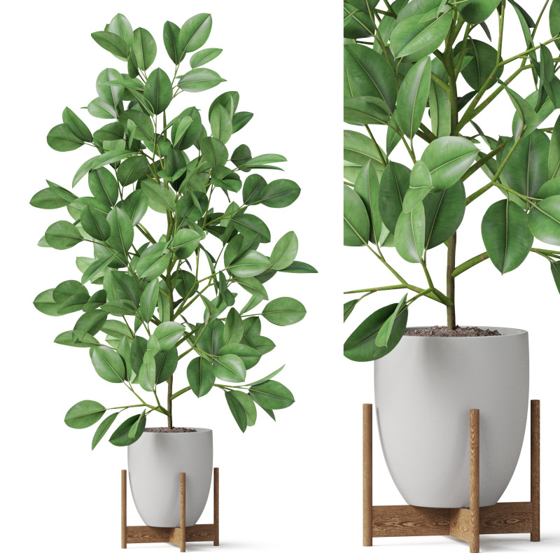 Plants collection 816 3D Модель .c4d .max .obj .3ds .fbx .stl .blend