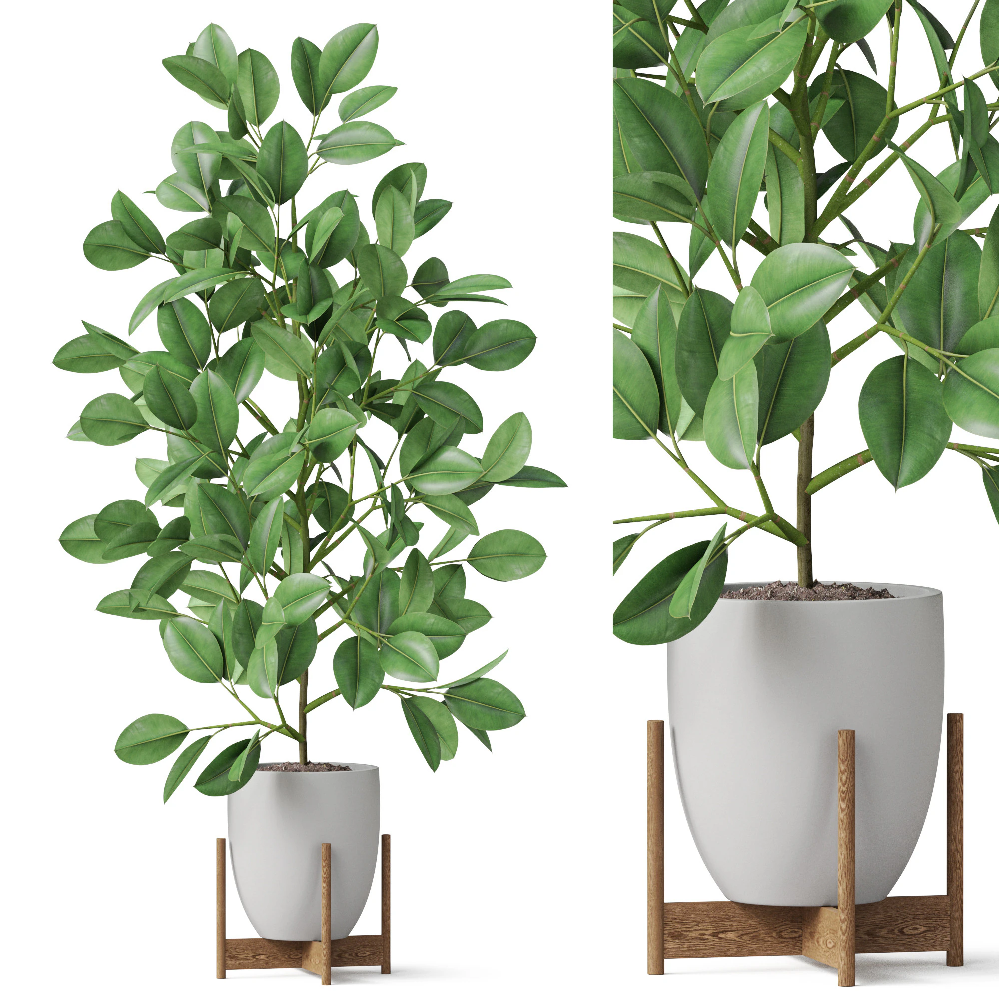 Plants collection 816 3D Model .c4d .max .obj .3ds .fbx .stl .blend 