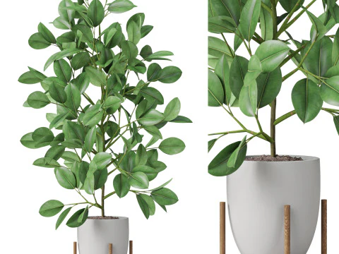 पौधों का संग्रह 816 3D मॉडल