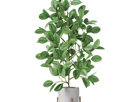 Plants collection 816 3D Модель