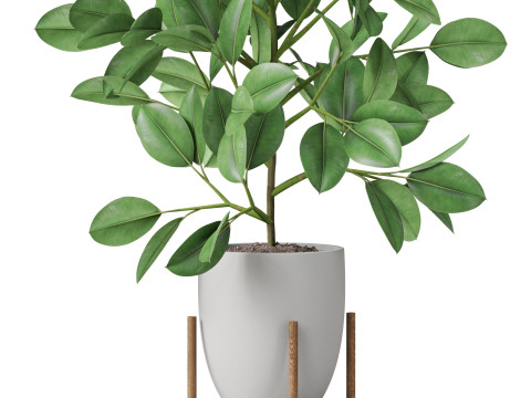 Plants collection 816 3D Модель