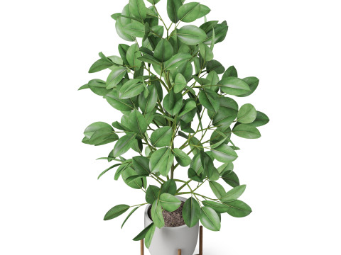 Plants collection 816 3D Модель