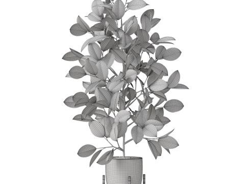 Plants collection 816 3D Модель