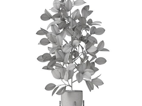 Plants collection 816 3D Model